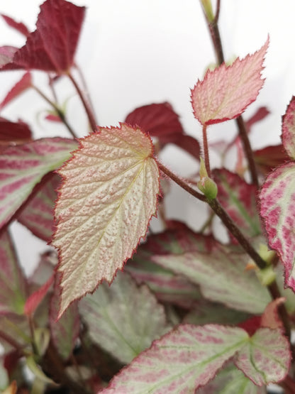 Begonia Two Face