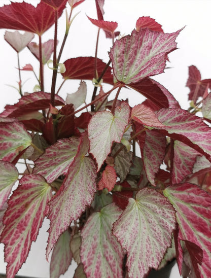 Begonia Two Face