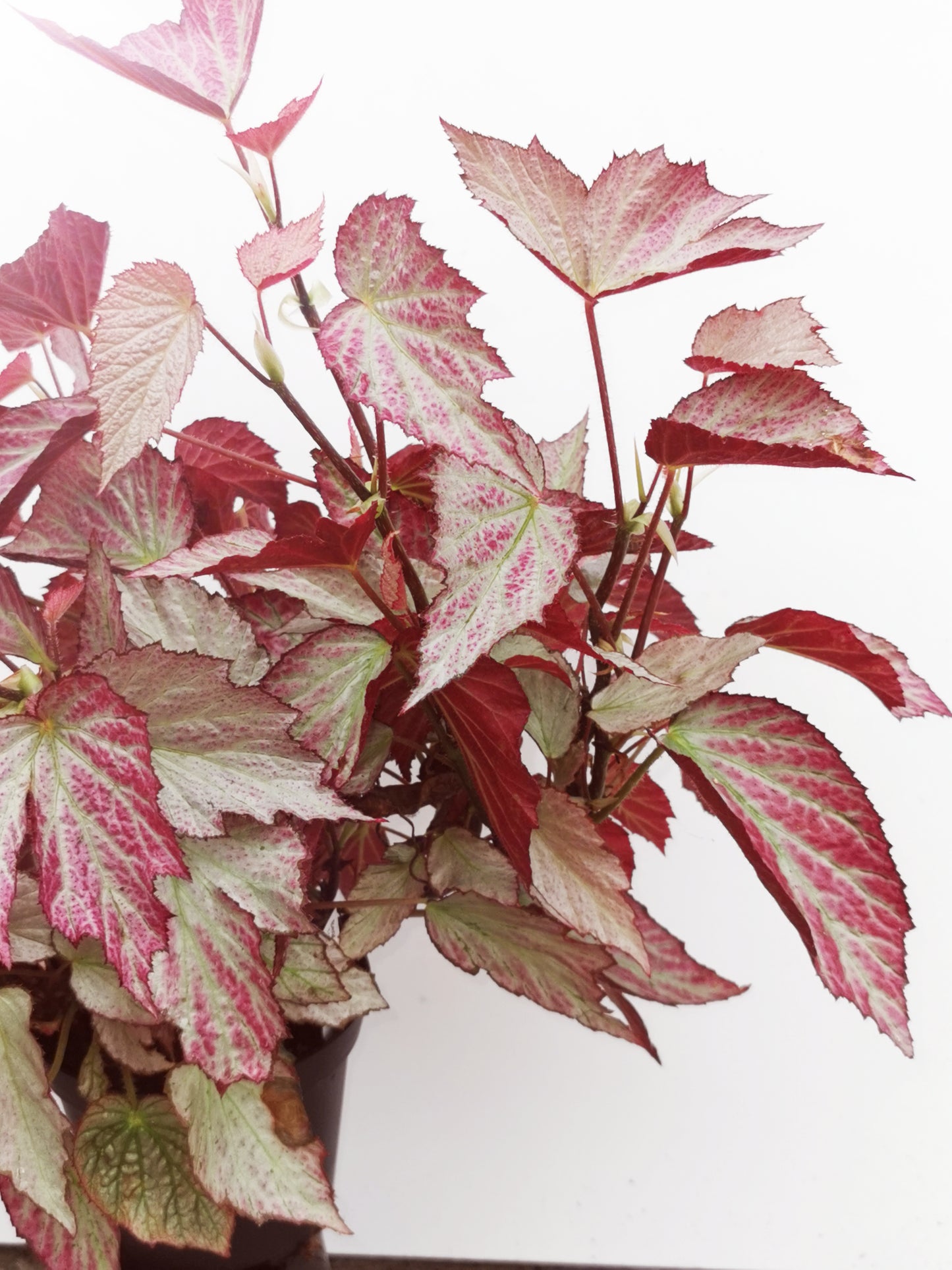 Begonia Two Face