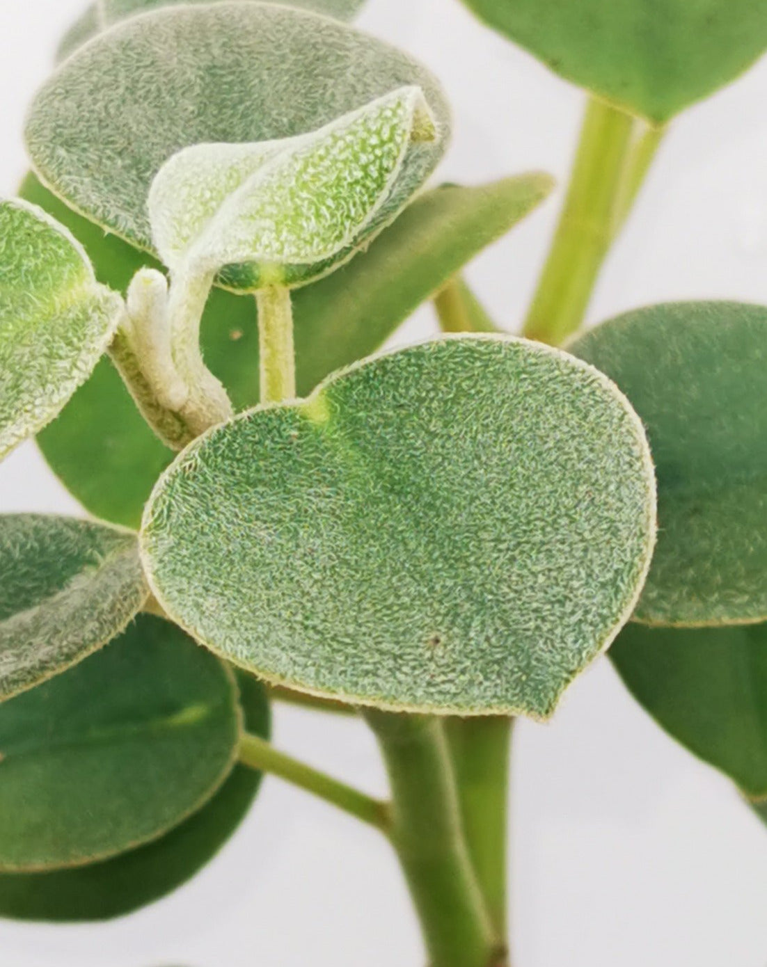 Peperomia incana
