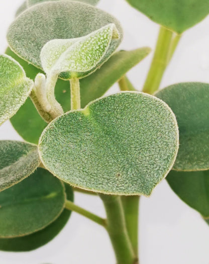 Peperomia incana