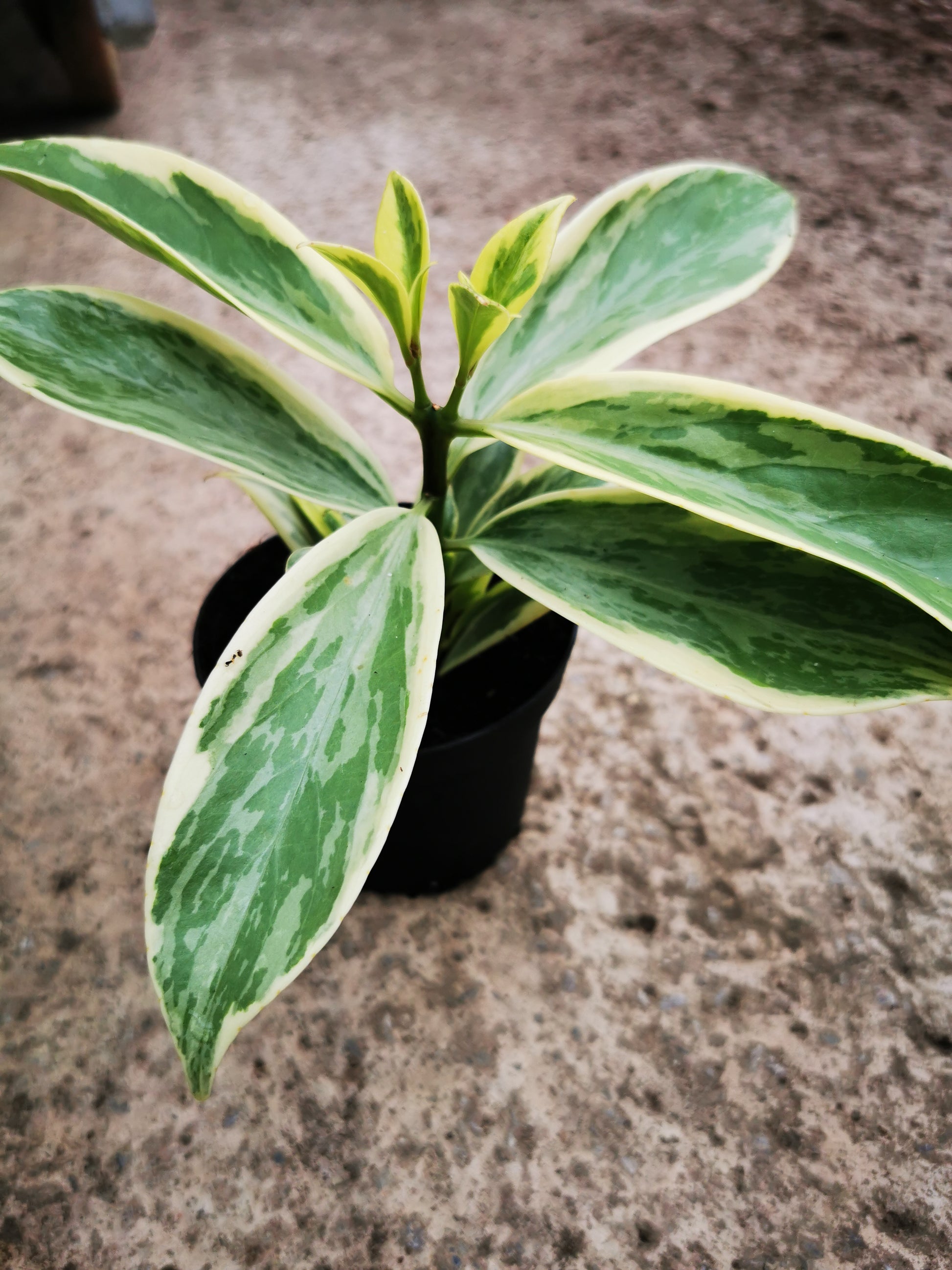 buy insulin plant seeds Aeschynanthus sp. Thailand Variegated – Dibleys