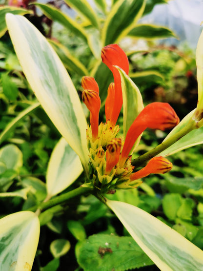 Aeschynanthus sp. Thailand Variegated