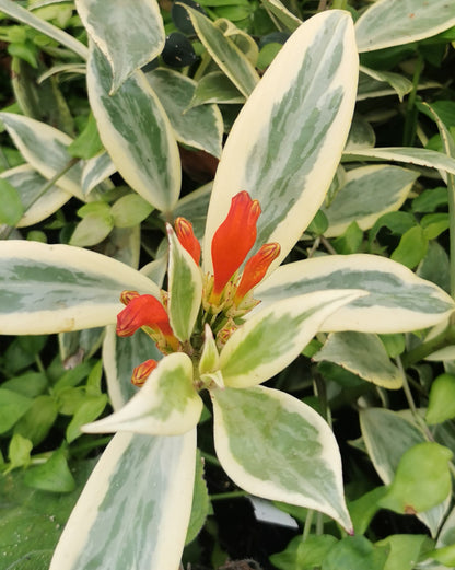 Aeschynanthus sp. Thailand Variegated