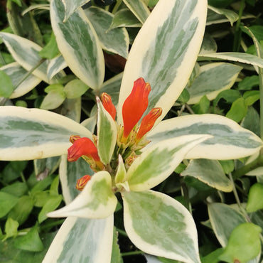 Aeschynanthus sp. Thailand Variegated