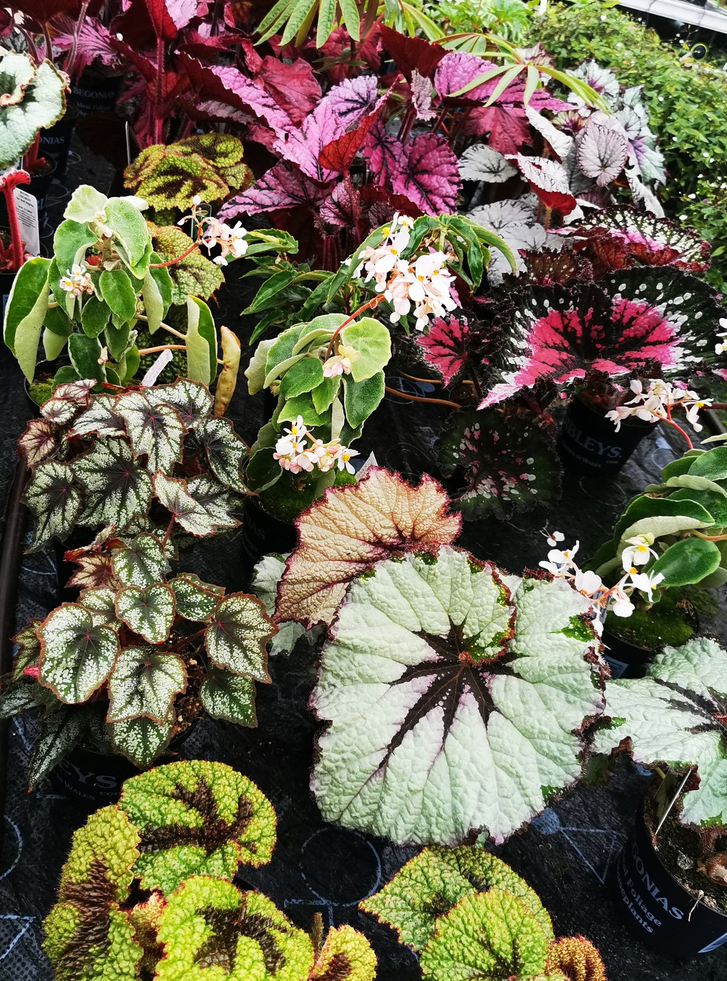 A Collection of Begonias