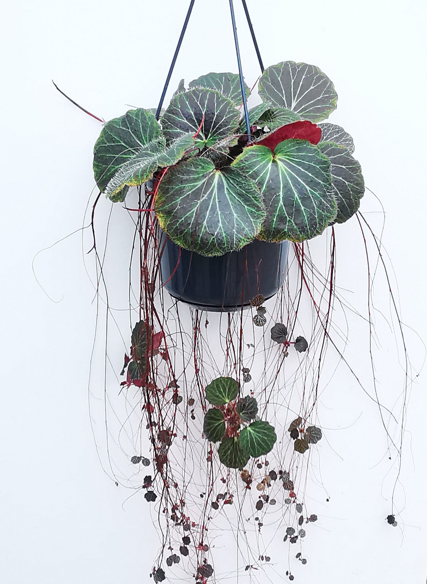 Saxifraga