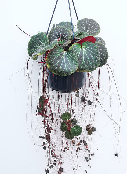 Saxifraga