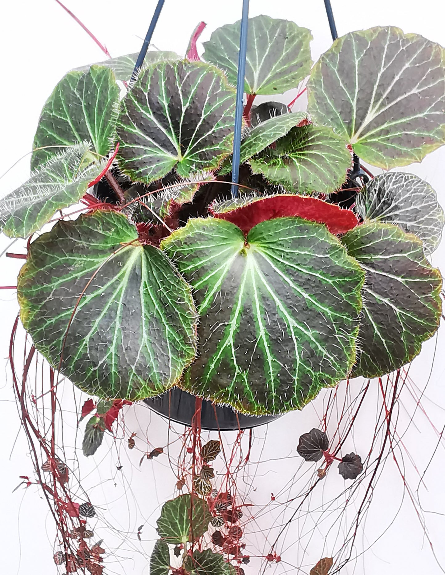 Saxifraga