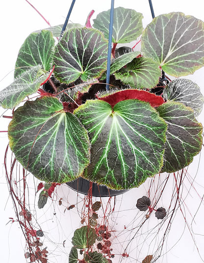 Saxifraga