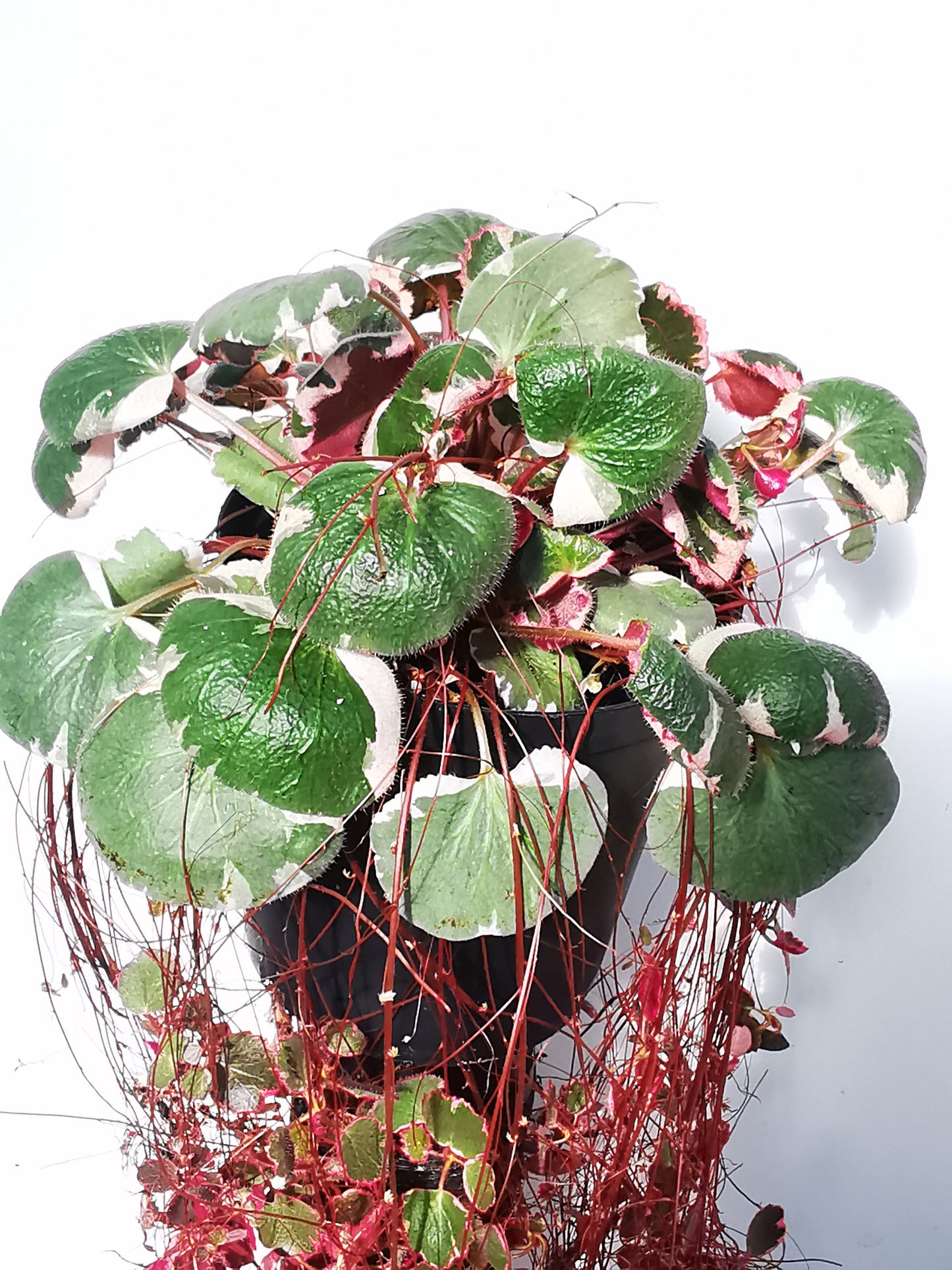 Saxifraga