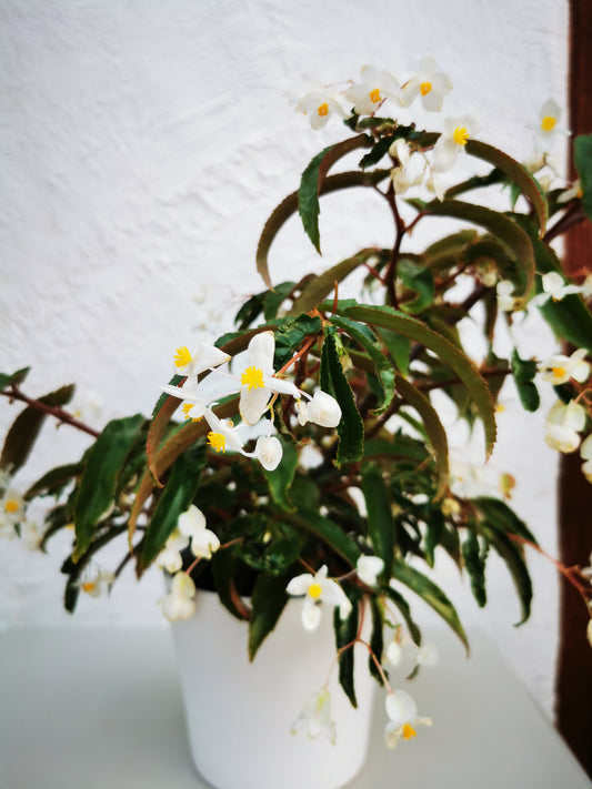 Begonia echinosepala var. elongatifolia