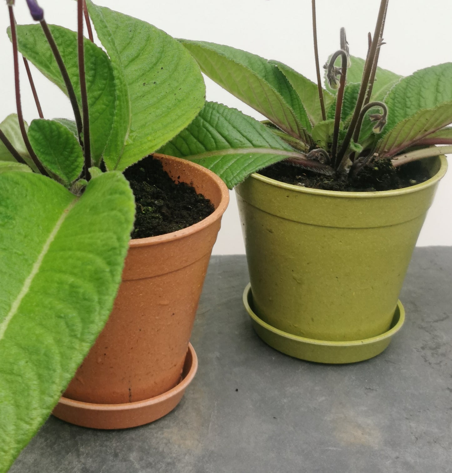 Bamboo Pots & Saucers - compostable