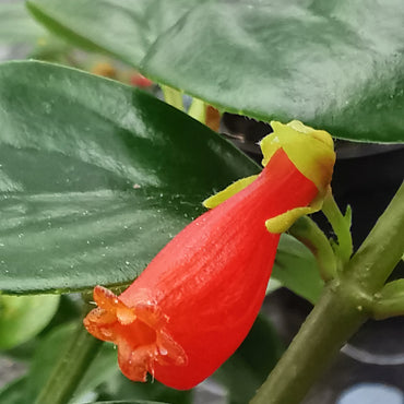 Nematanthus Apres