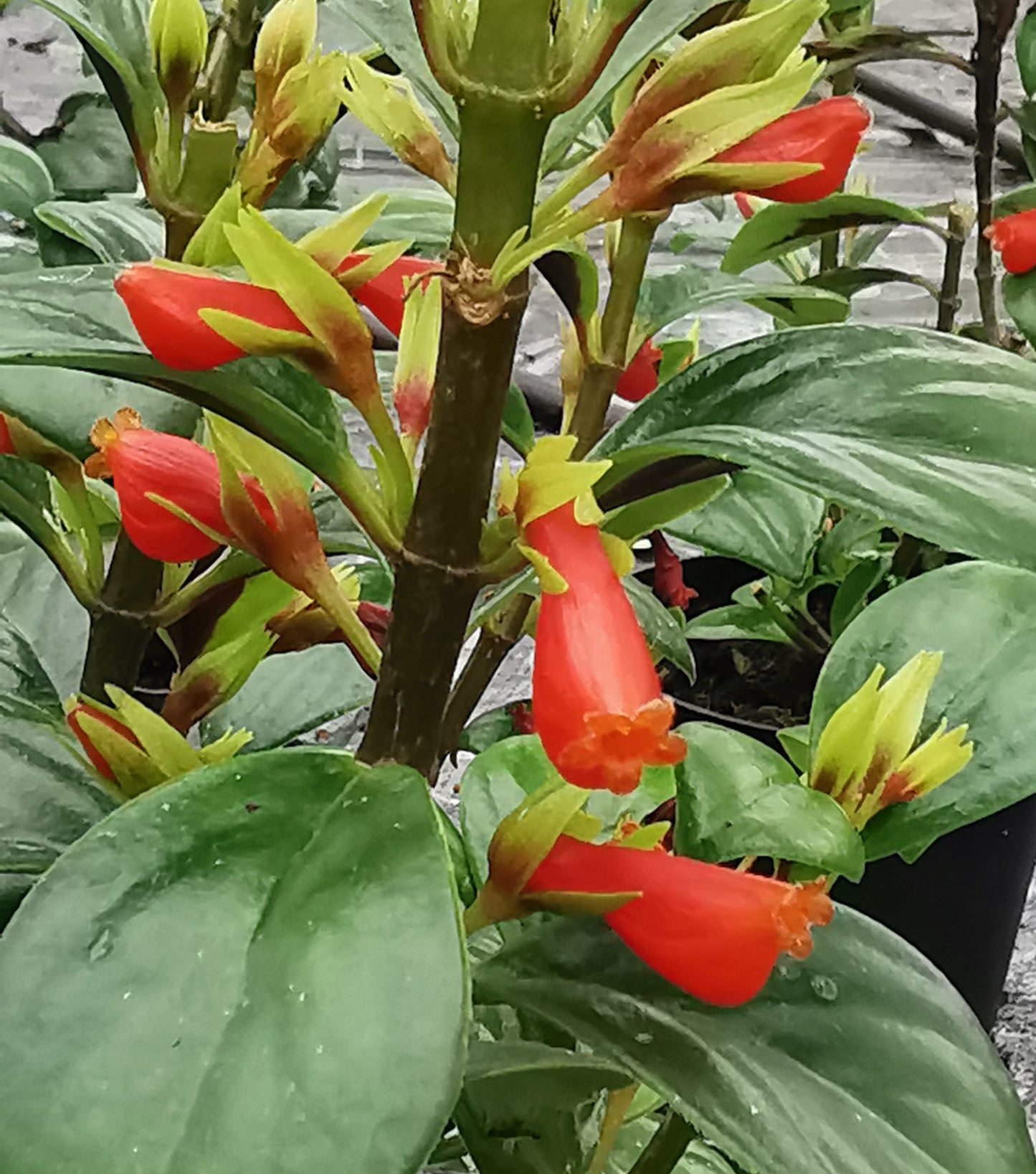 Nematanthus Apres