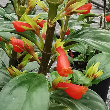 Nematanthus Apres