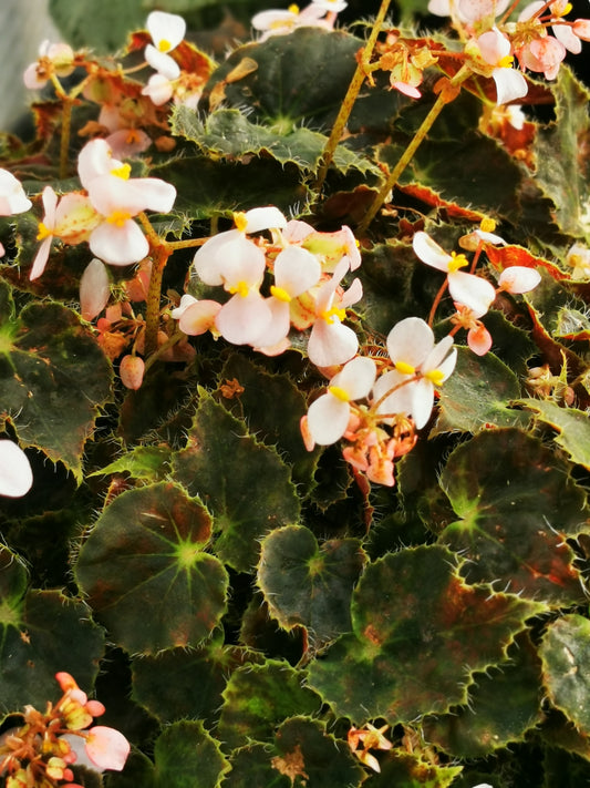 Begonia Bethlehem Star