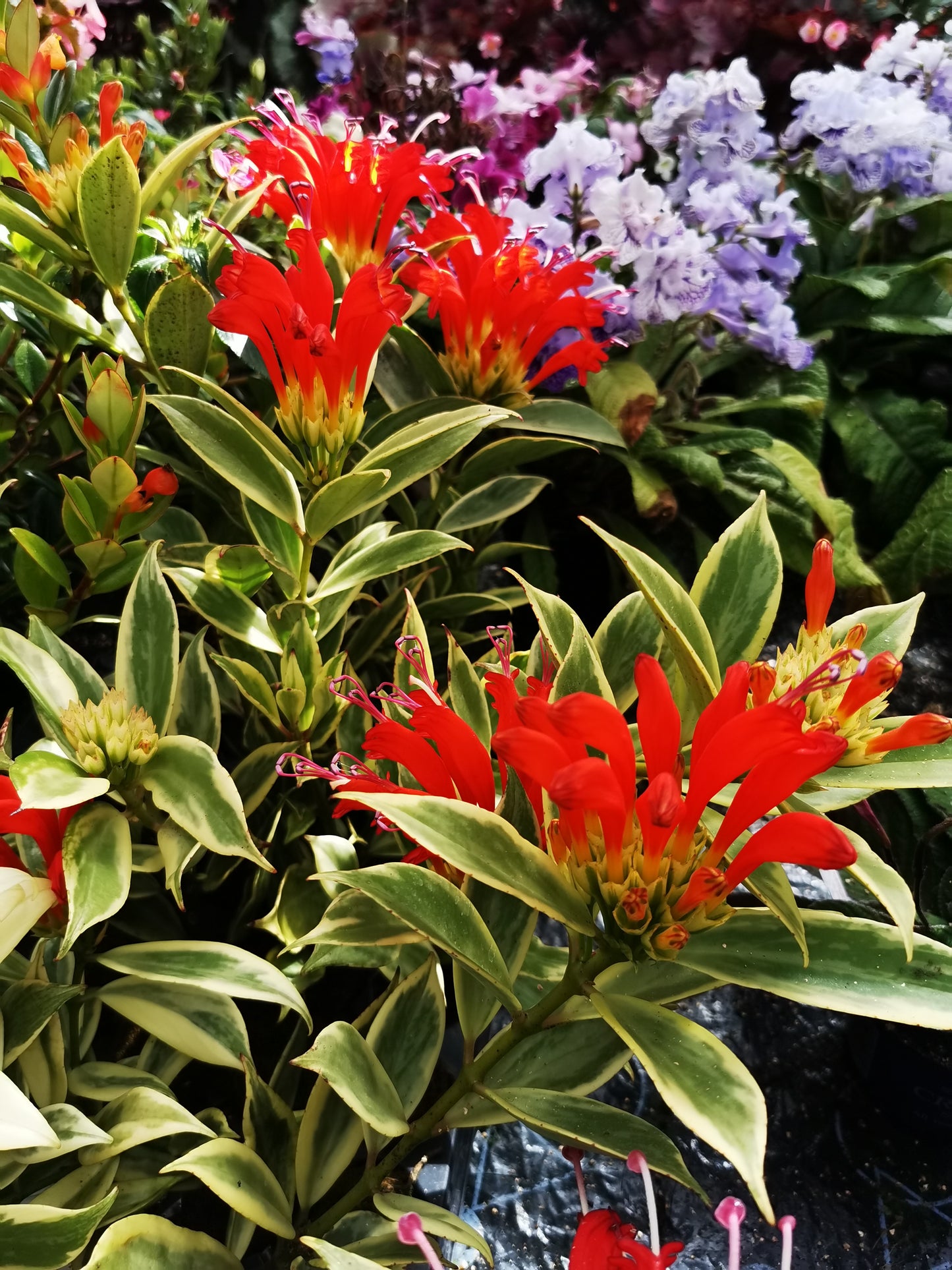 Aeschynanthus sp. Thailand Variegated