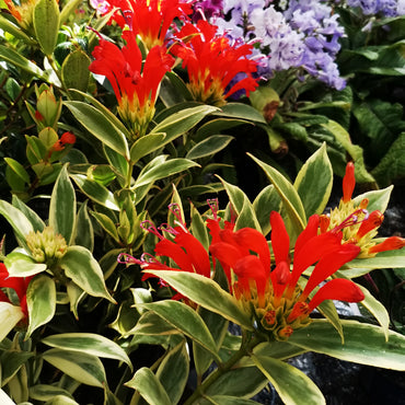 Aeschynanthus sp. Thailand Variegated