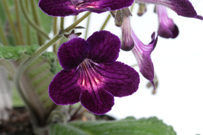 Streptocarpus Iona