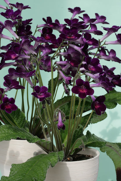 Streptocarpus Iona