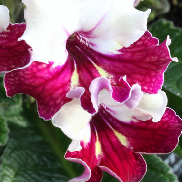 Streptocarpus Titania