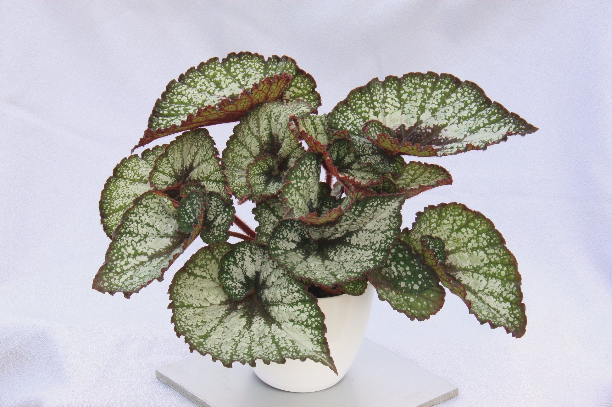 A Collection of Begonias - Dibleys