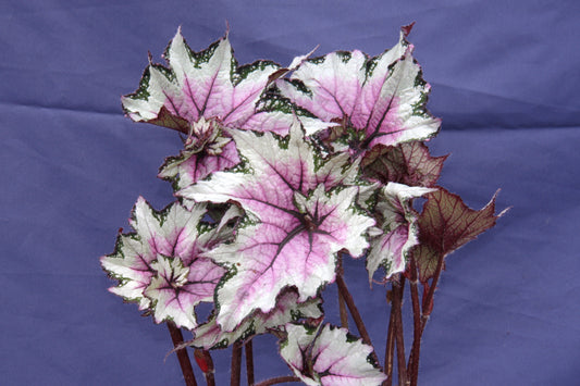 Pink Twist - Dibleys