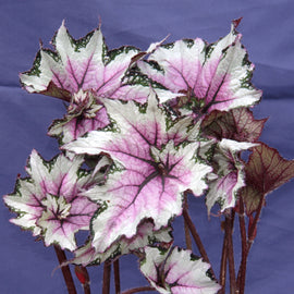Begonia Pink Twist