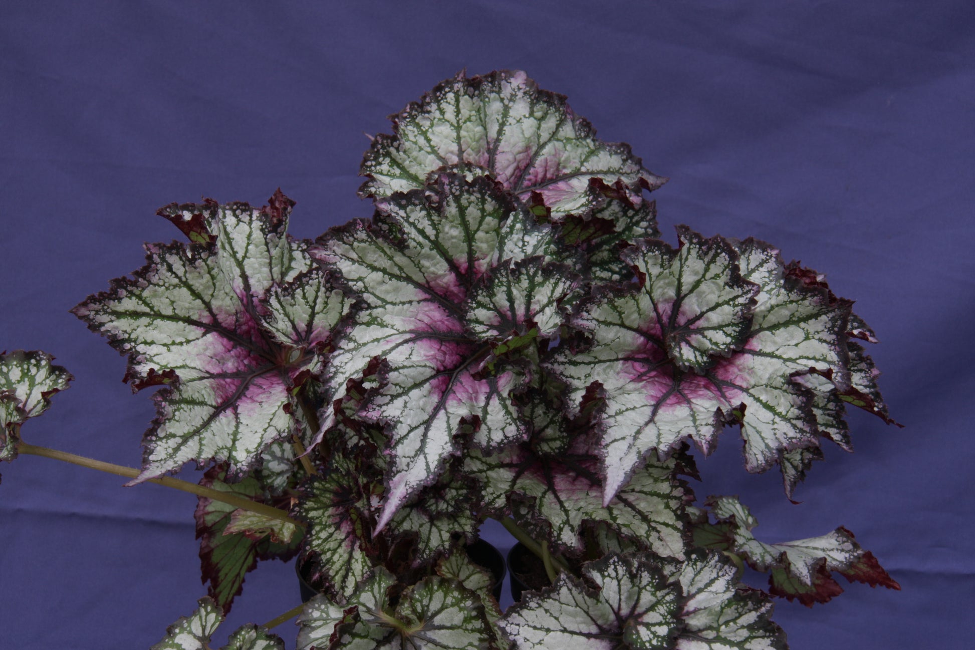 Red Tempest - Dibleys
