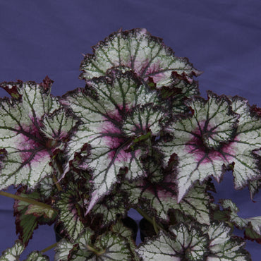 Begonia Red Tempest