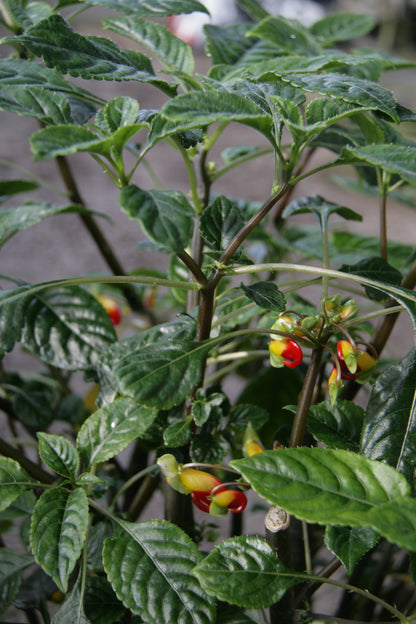 niamniamensis (Cockatoo plant) - Dibleys