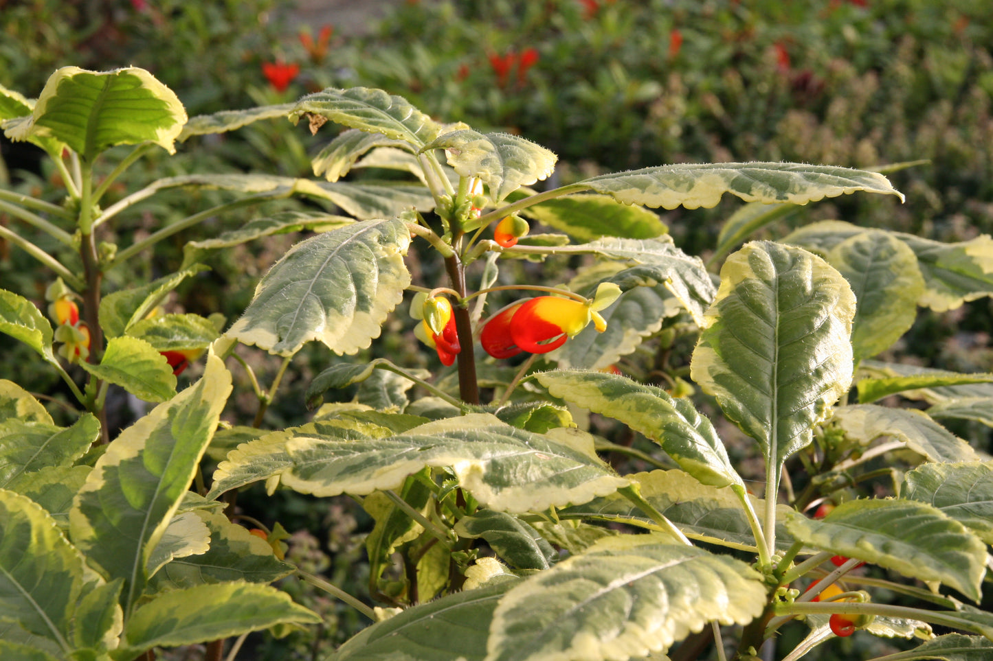 niamniamensis variegated  (Golden cockatoo plant) - Dibleys