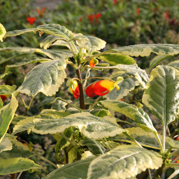 Impatiens niamniamensis variegated  (Golden cockatoo plant)