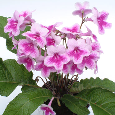 Streptocarpus Idwal
