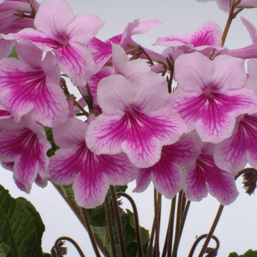Streptocarpus Idwal