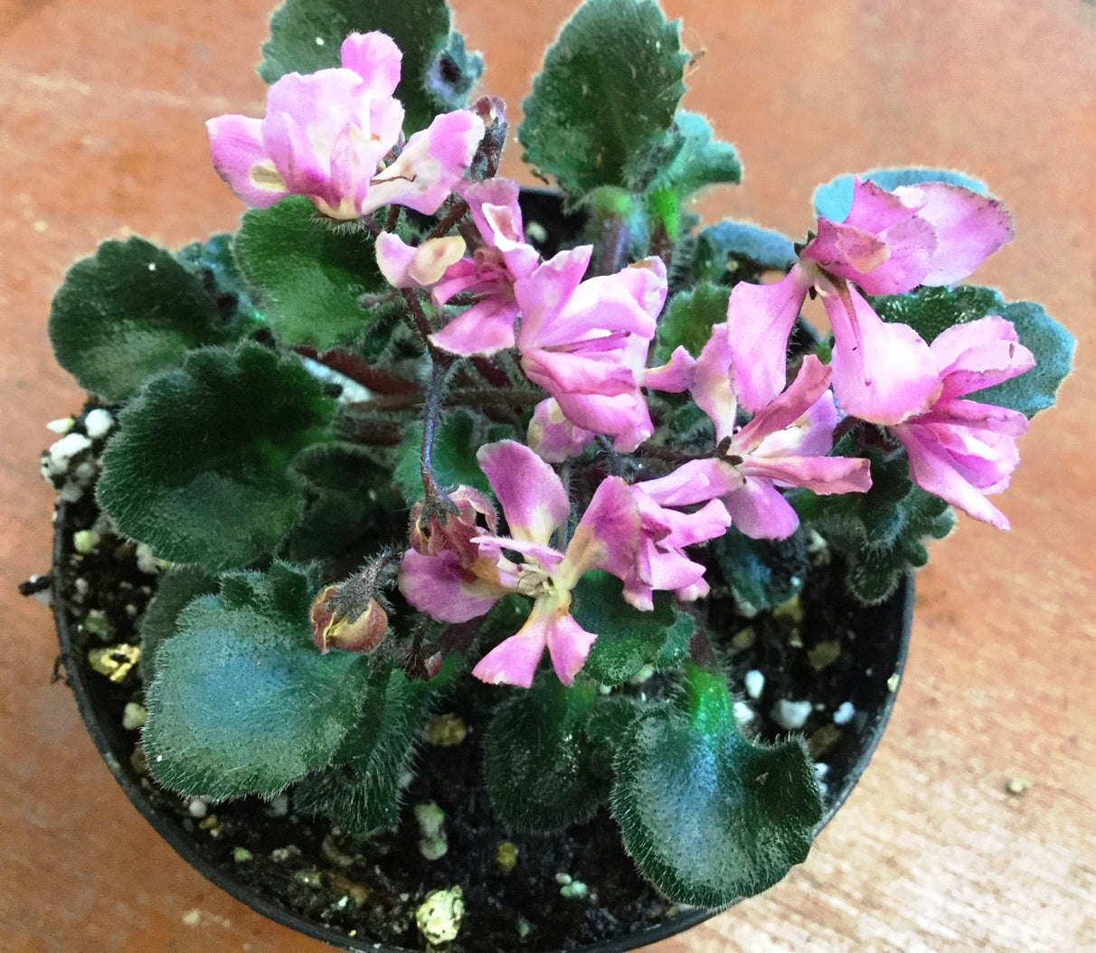 Saintpaulia Imp's Pretty Deadly
