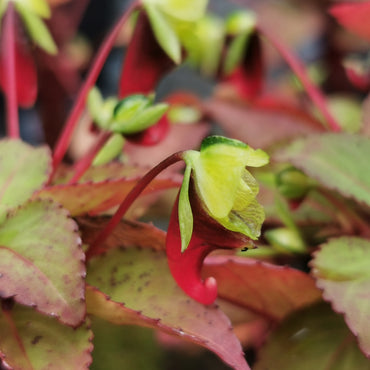 Impatiens parasitica