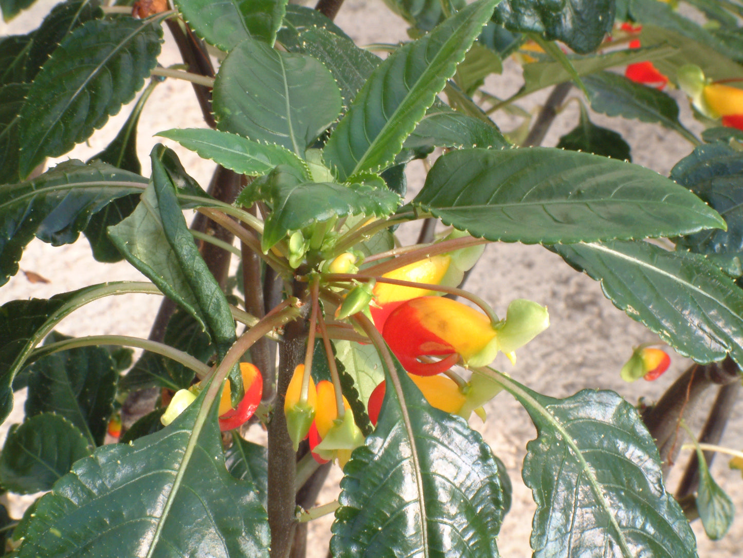 Potted - Impatiens niamniamensis - Cockatoo Plant