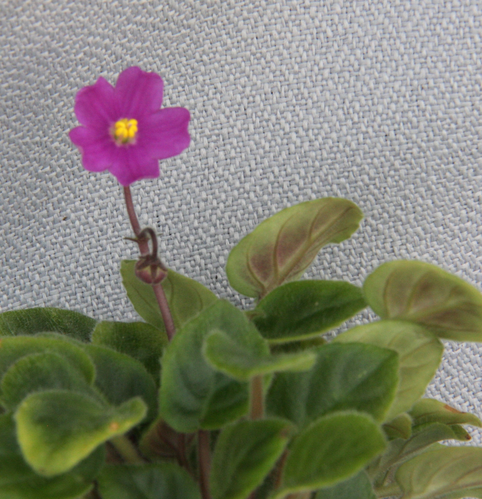 Indian Trail - Dibleys