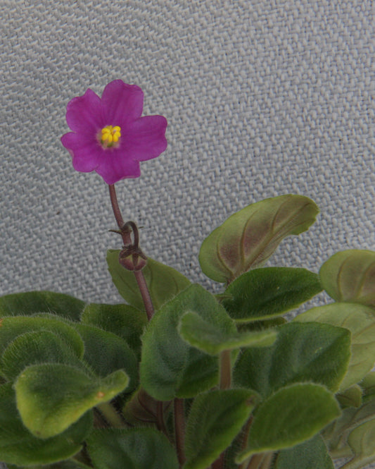 Indian Trail - Dibleys