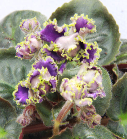 Saintpaulia Indigo Ruffles - Dibleys