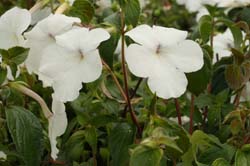 Achimenes Jay Dee Large White - Dibleys