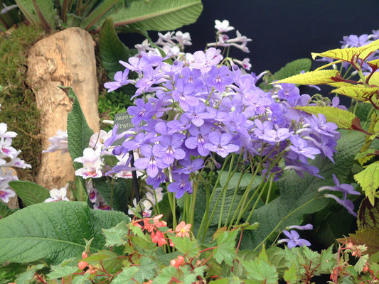 Streptocarpus Jennifer - Dibleys