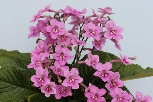 Streptocarpus Jessica - Dibleys