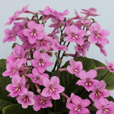 Streptocarpus Jessica