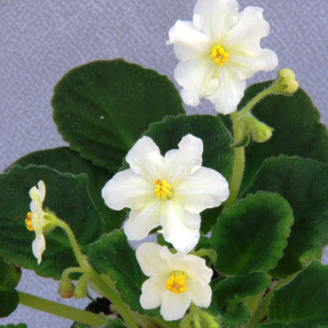 Saintpaulia Jolly Gold