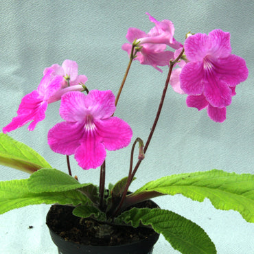 Streptocarpus Karen