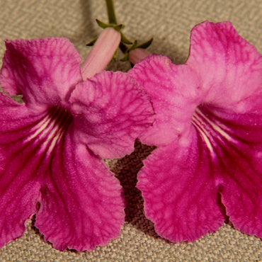 Streptocarpus Karen