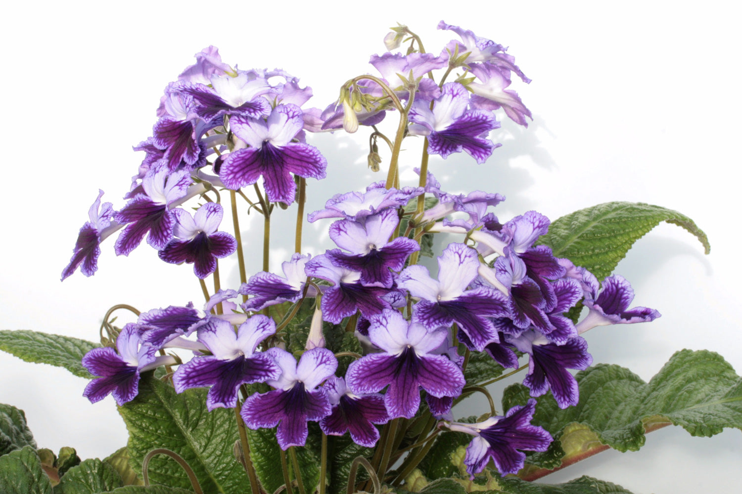 Streptocarpus Katie - Dibleys